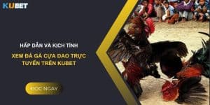 Hấp dẫn và kịch tính: Đá gà cựa dao trực tuyến trên Kubet