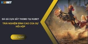 Đá gà cựa sắt thomo tại Kubet: Trải nghiệm đỉnh cao của sự hồi hộp