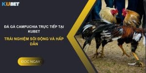 Đá gà Campuchia trực tiếp tại Kubet: Trải nghiệm sôi động và hấp dẫn