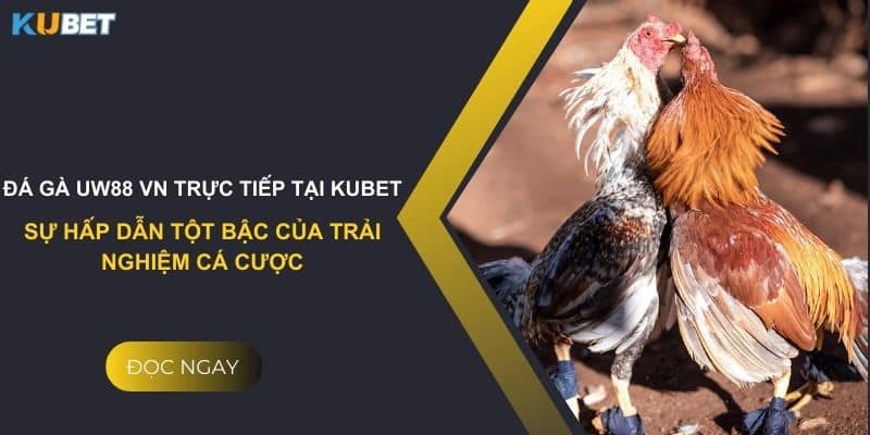 Đá gà uw88 vn trực tiếp tại Kubet: Sự hấp dẫn tột bậc của trải nghiệm cá cược