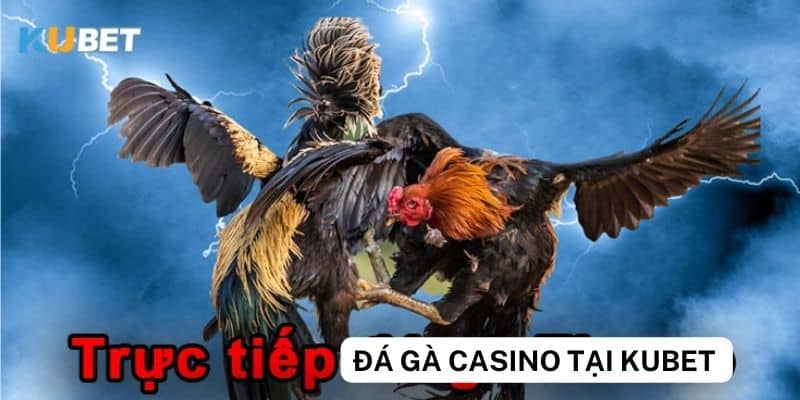 Top những trận đấu đá gà casino hấp dẫn trên Kubet