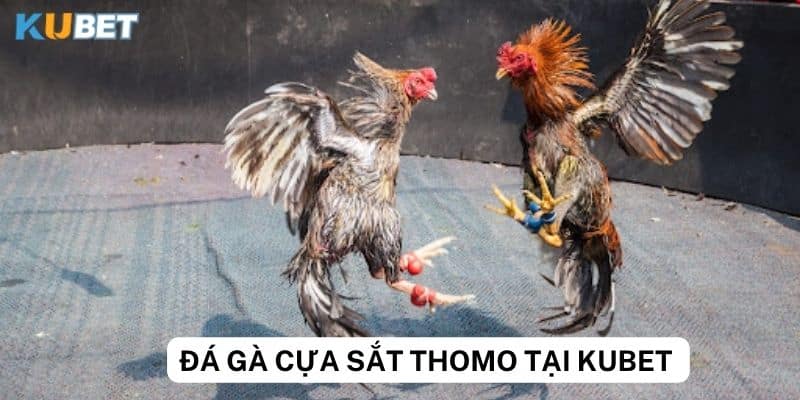 Khám phá thế giới đá gà cựa sắt thomo tại Kubet