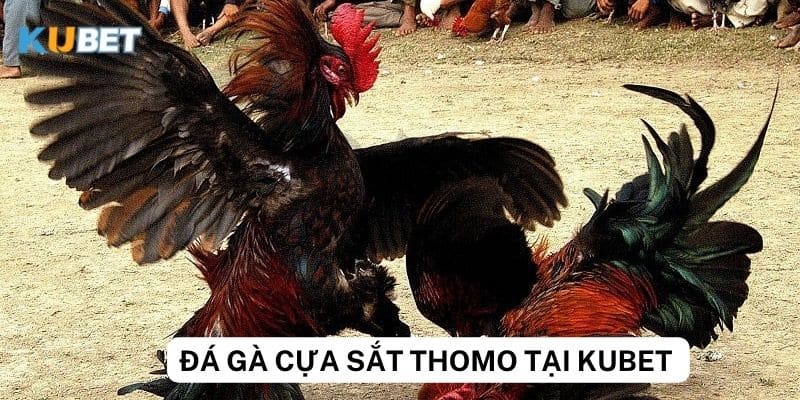 Luật chơi và cách cá cược đá gà cựa sắt thomo