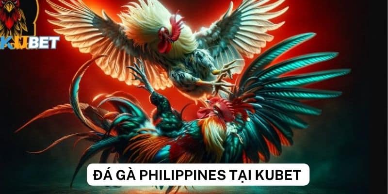 Tổng quan về trang cá cược Kubet và đá gà Philippines