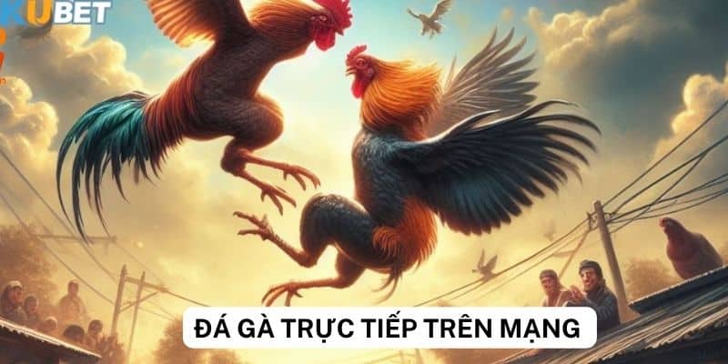 Hướng dẫn cách xem đá gà trực tiếp trên mạng tại Kubet