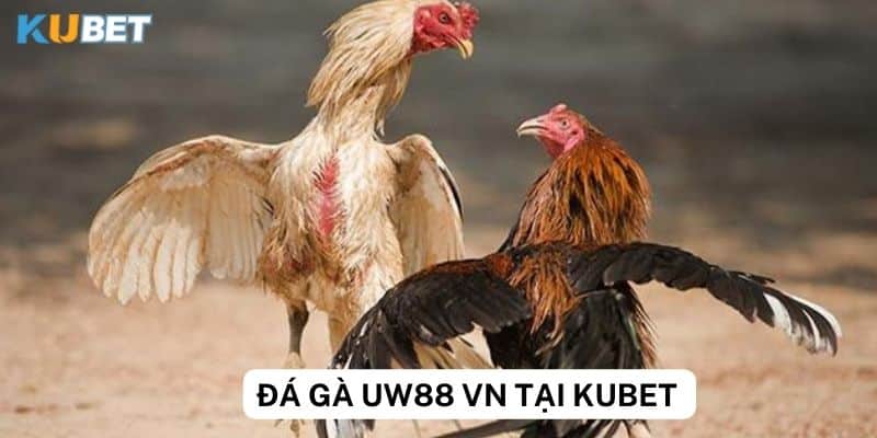 Tại sao nên chơi đá gà uw88 vn tại Kubet?