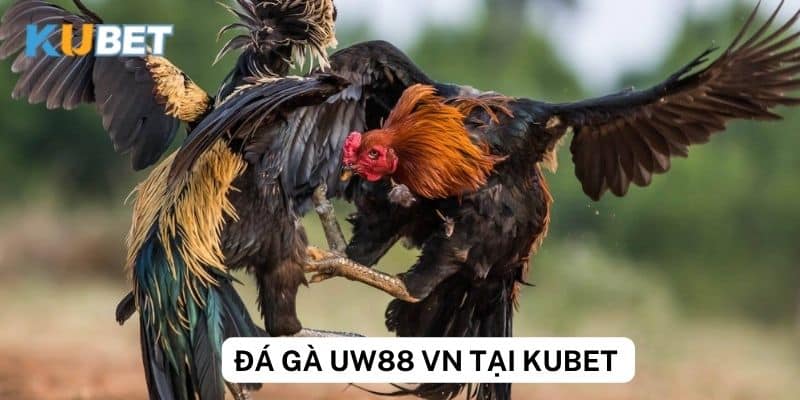 Thưởng và khuyến mãi khi tham gia đá gà uw88 vn