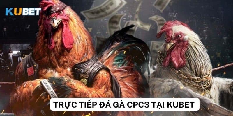 Đánh giá trực tiếp đá gà cpc3 tại Kubet