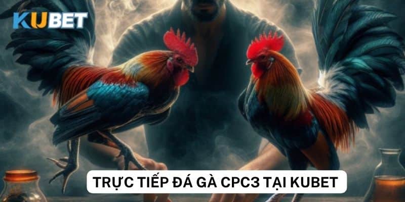 Kinh nghiệm chơi trực tiếp đá gà cpc3 trên Kubet