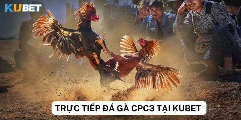 Tìm hiểu về luật chơi trực tiếp đá gà cpc3 tại Kubet